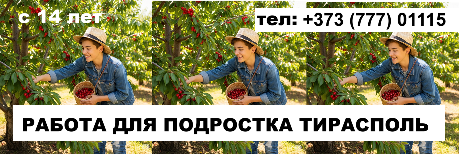 Сезонная работа в садах Тирасполя | Сбор черешни на лето +373(777)-01-115