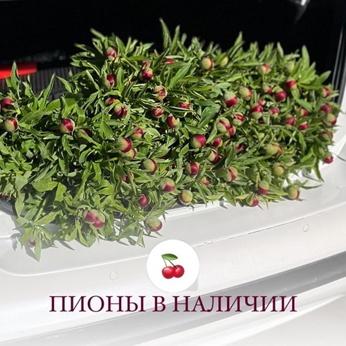 Купить пионы в Тирасполе - свежие и красивые. Красные, розовые бутоны в наличии с доставкой по Тирасполю.