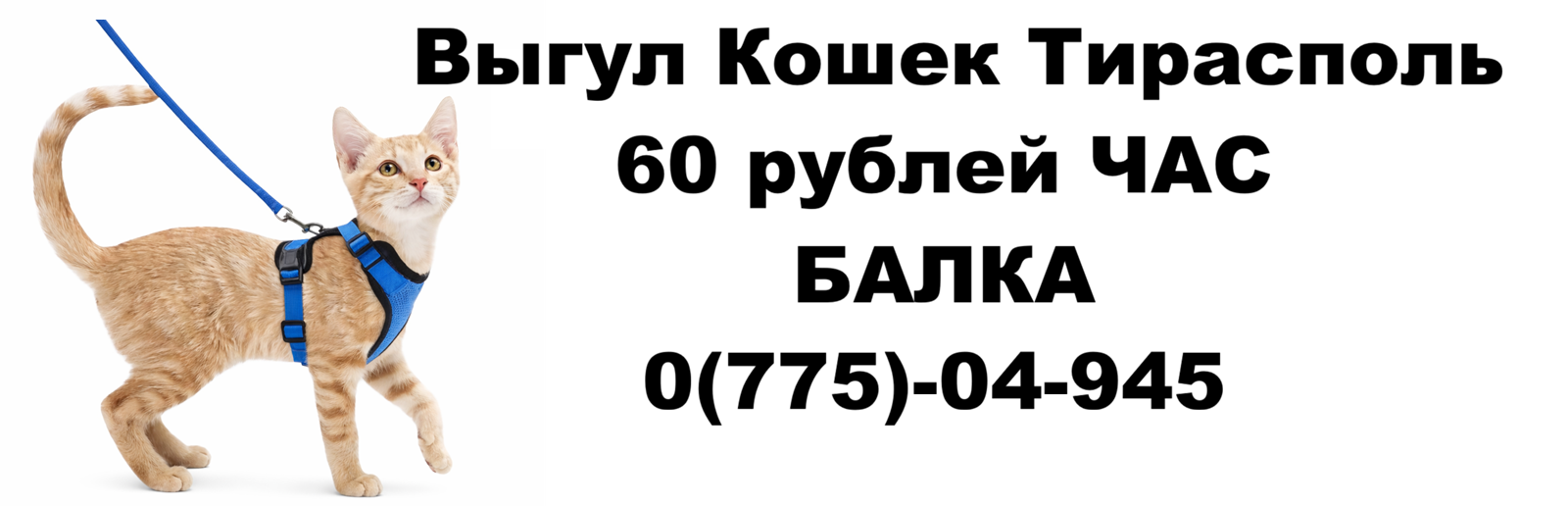 Выгул кошек в Тирасполе (Балка) — аккуратно и безопасно