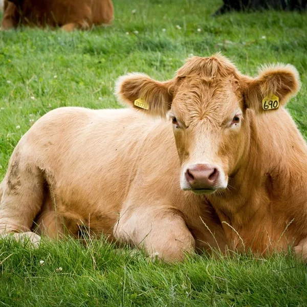 Furaj pentru animale în Moldova – cumpărați la prețuri angro cu livrare Furaj pentru animale în Moldova – cumpărați la prețuri angro cu livrare