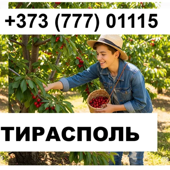 Подработка для школьников Тирасполь | Работа на сборе черешни +373(777)-01-115