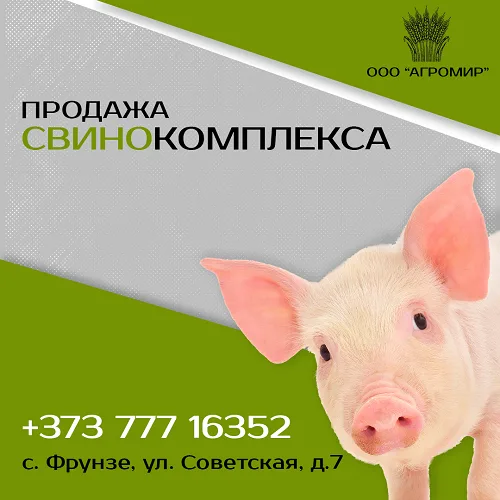 Автоматизированная свиноферма купить свино комплекс в Молдове. Животноводство ПМР Автоматизированная свиноферма купить свино комплекс в Молдове. Животноводство ПМР