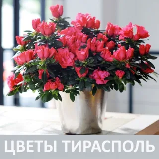 Натуральные и свежие цветы Тирасполь - купить на Бородинке с доставкой.