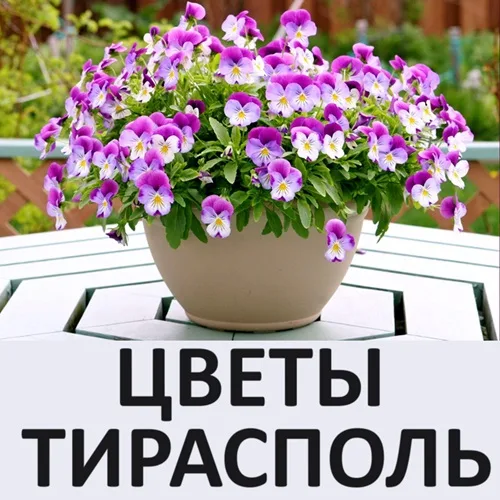 Цветы в подарок - купить свежие и красивые домашние цветы в Тиарасполе.