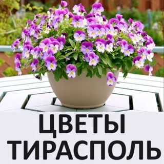 Цветы в подарок - купить свежие и красивые домашние цветы в Тиарасполе.