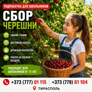 Работа на лето для школьников Тирасполь | Сезонный сбор черешни +373(777)-01-115