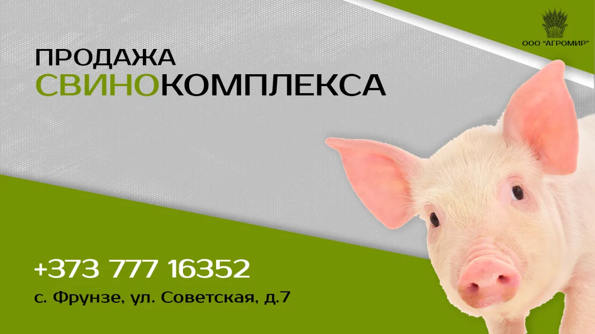 Автоматизированная свиноферма купить свино комплекс в Молдове. Животноводство ПМР