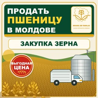 Куда продать пшеницу в Молдове ⭐ Закупка зерна