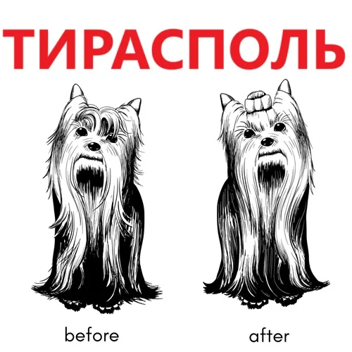 Гигиеническая обработка шерсти собак в Тирасполе - Стрижка собак Тирасполь Гигиеническая обработка шерсти собак в Тирасполе - Стрижка собак Тирасполь