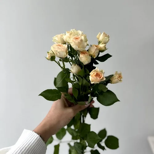 Flowers shop PMR - Розовое Очарование Flowers shop PMR - Розовое Очарование