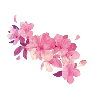 Цветы для дома - заказать с доставкой от flowers.shop_pmr