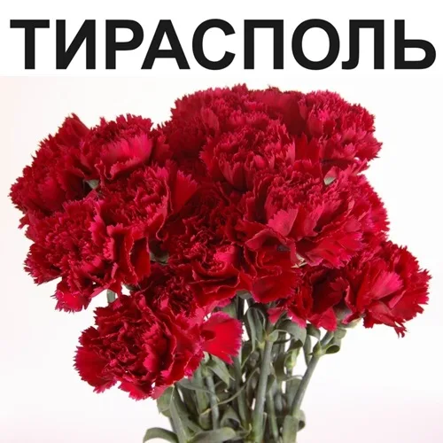Большие свежие и красивые гвоздики Тирасполь