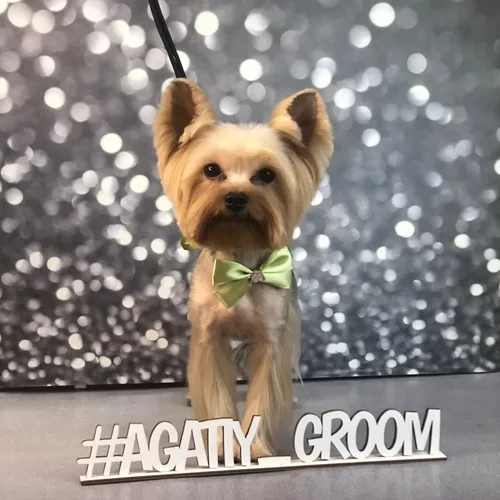Стрижка собак в Тирасполе – услуги груминга по доступным ценам