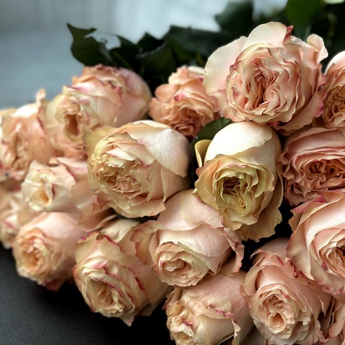 ШИКАРНЫЕ КРАСНЫЕ РОЗЫ